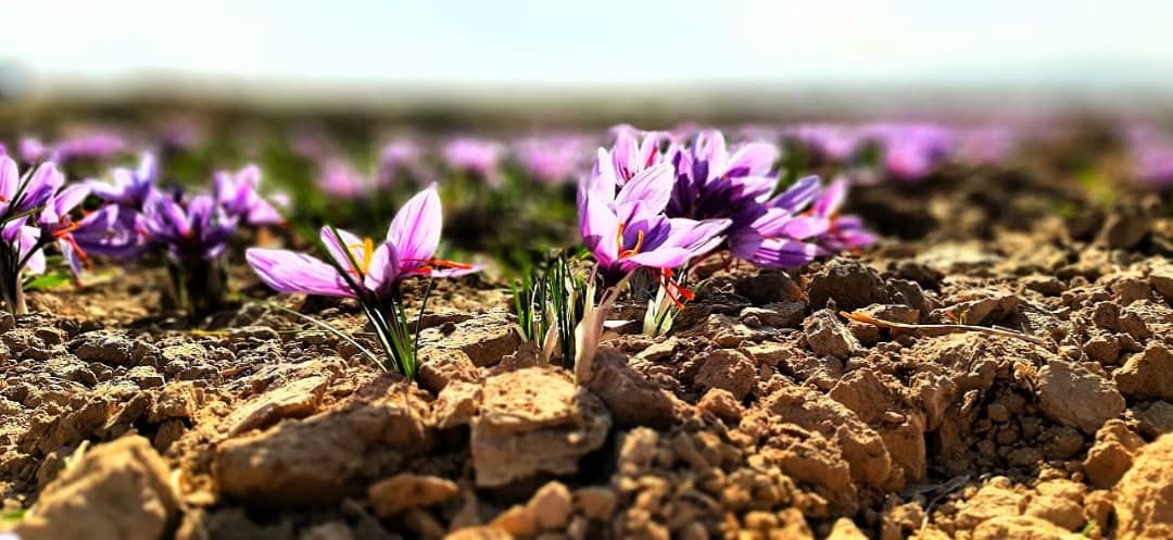 برداشت زعفران در قوچان + تصاویر