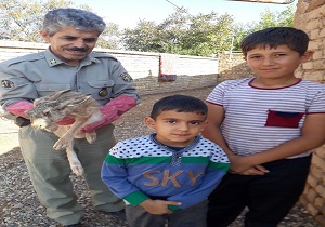 دانش آموزان خرمدشتی، خرگوش وحشی را نجات دادند