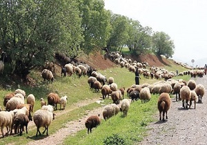 وقتی چرای دام ها، کار دست صاحبانشان می‌دهد!