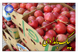 کرم‌ دار بودن نارنگی‌ها صحت دارد؟ + فیلم