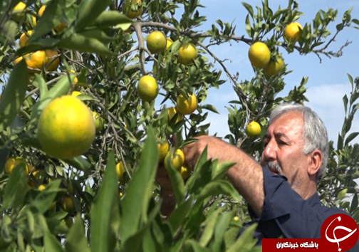 برای نخریدن مرکبات مازندران بهانه&zwnj;ها یکی دوتا نیست! + فیلم