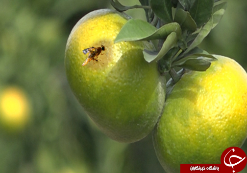 برای نخریدن مرکبات مازندران بهانه&zwnj;ها یکی دوتا نیست! + فیلم
