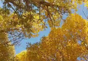 نمایی از طبیعت زیبای فصل پاییز در «صالح‌آباد» + فیلم