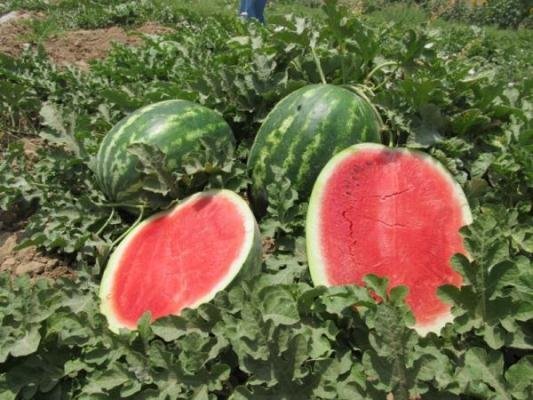 برداشت ۱۵۰۰ تن هندوانه از مزارع کشت و صنعت تربت حیدریه