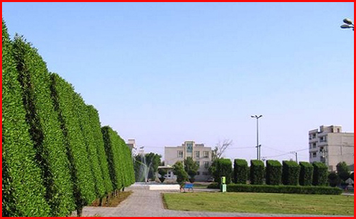 آخرین وضعیت گلستان بعد از بارندگی های شدید/کنوکارپوس و فلر&zwnj;های نفتی پای میز محاکمه/