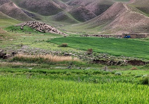 تهیه ۱۹ تن بذور گیاهان مرتعی و دارویی برای احیای مراتع