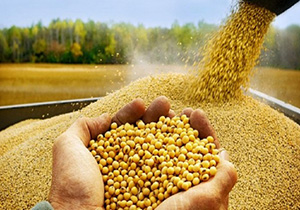 آغاز خرید تضمینی دانه روغنی سویا در گلستان/ هر کیلوگرم ۲ هزار و ۶۳۳ تومان
