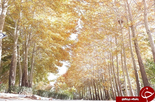 تصویری زیبا از پاییز حاشیه زاینده رود