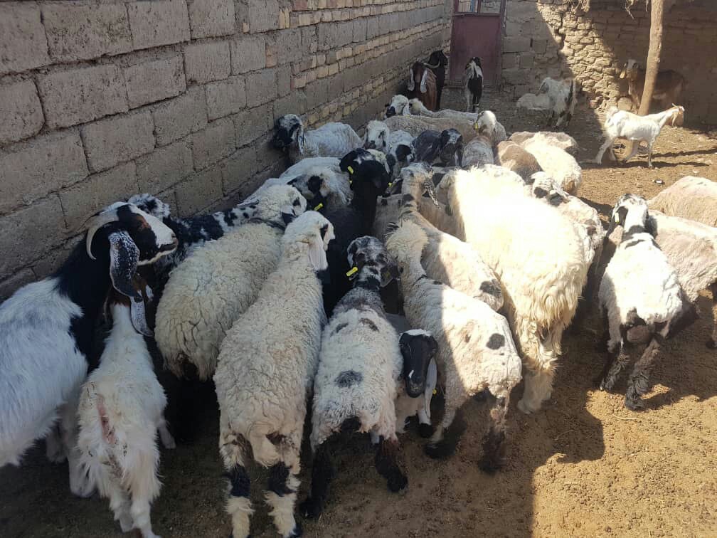 آغاز پلاک کوبی دام سبک در سیستان وبلوچستان