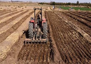افزایش کشت پاییزه حبوبات در اردبیل