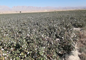 مزرعه پنبه در روستای «فرشته جان» + فیلم