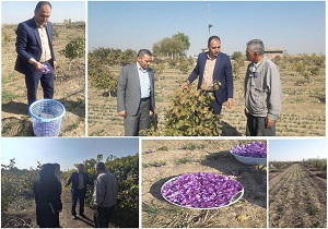 پیش بینی برداشت  ۲۲.۵ کیلو زعفران مزارع شهرستان میاندوآب