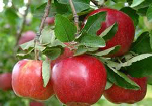 خسروشیرین سیب هایشان را برداشت کردند