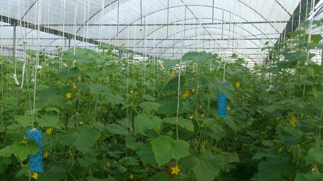 صادرات ۲۰۰ تن محصولات گلخانه&zwnj;ای از شهر فرسفج