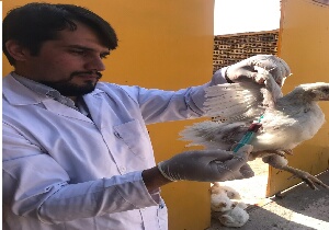 واکسیناسیون ۸۰ درصد طیور بومی استان
