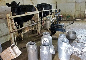 تولید بیش از ۵ هزار تن شیر در شهرستان درمیان