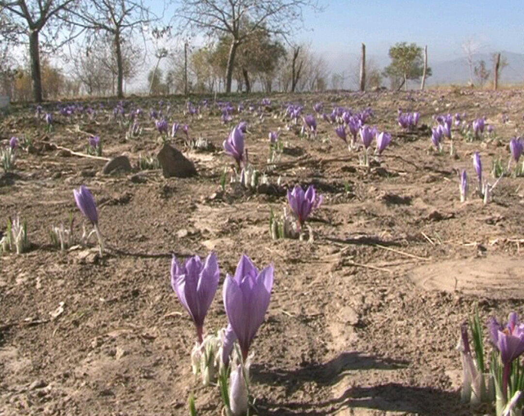 جشنواره زعفران دشتخاک برگزار می شود