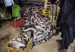 مهلت یک هفته ای برای ساماندهی بازار ماهی فروشان
