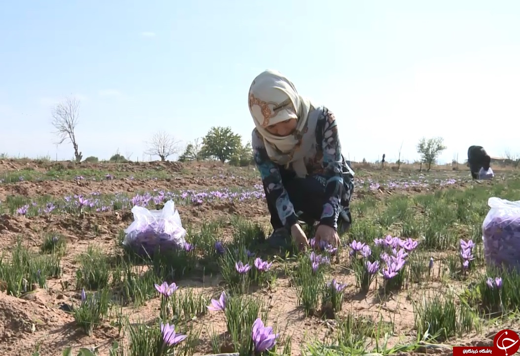 آغازبرداشت زعفران ازمزارع شهرستان دلیجان