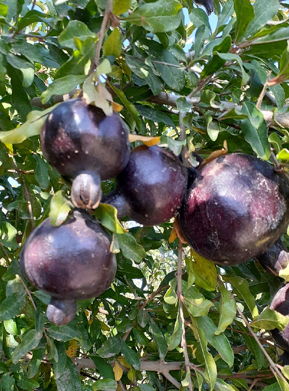 انار سیاه برای درمان ۵ بیماری خطرناک از راه رسید +تصاویر