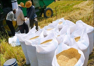 صادرات شلتوک از خوزستان آزاد است