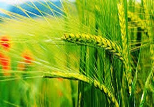 تولید صد درصدی هسته&zwnj;های بذری غلات و حبوبات دیم در کشور