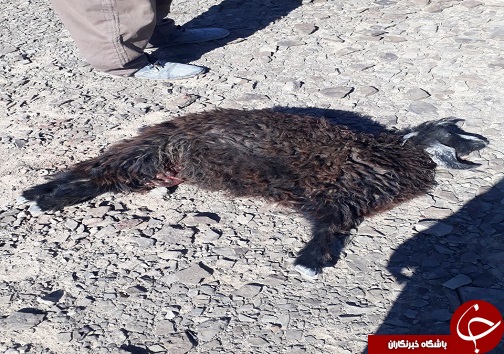 گوسفندانی که طعمه گرگ شدند