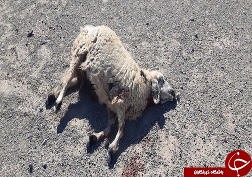 گوسفندانی که طعمه گرگ شدند