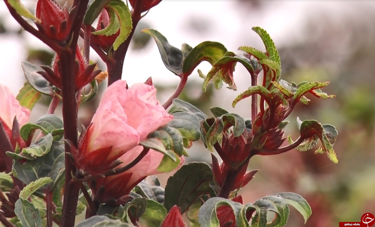 عَلوه، روستای دمنوش ها/چای ترش، محصولی که گردشگران را به سوی فرا میخواند عَلوه، روستای دمنوش ها/چای ترش، محصولی که گردشگران را به سوی فرا میخواند