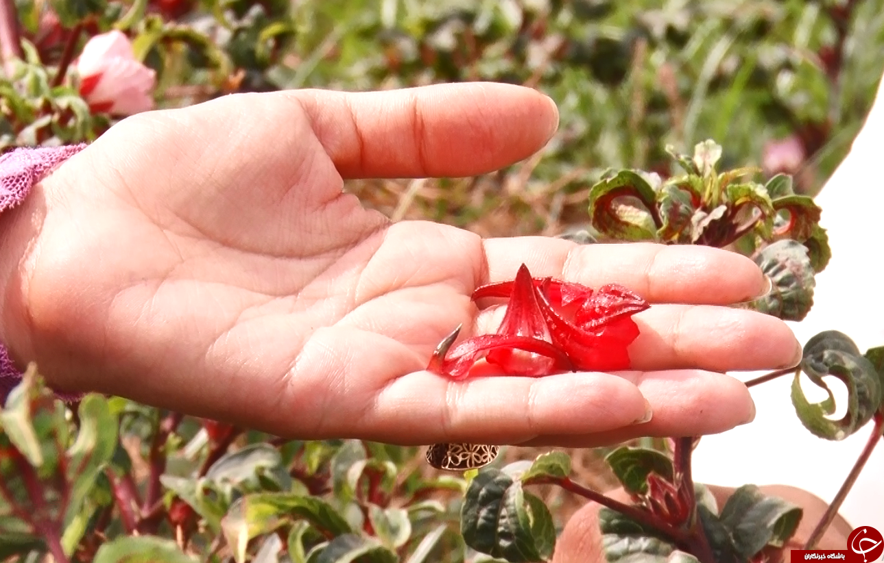 عَلوه، روستای دمنوش ها/چای ترش، محصولی که گردشگران را به سوی فرا میخواند عَلوه، روستای دمنوش ها/چای ترش، محصولی که گردشگران را به سوی فرا میخواند