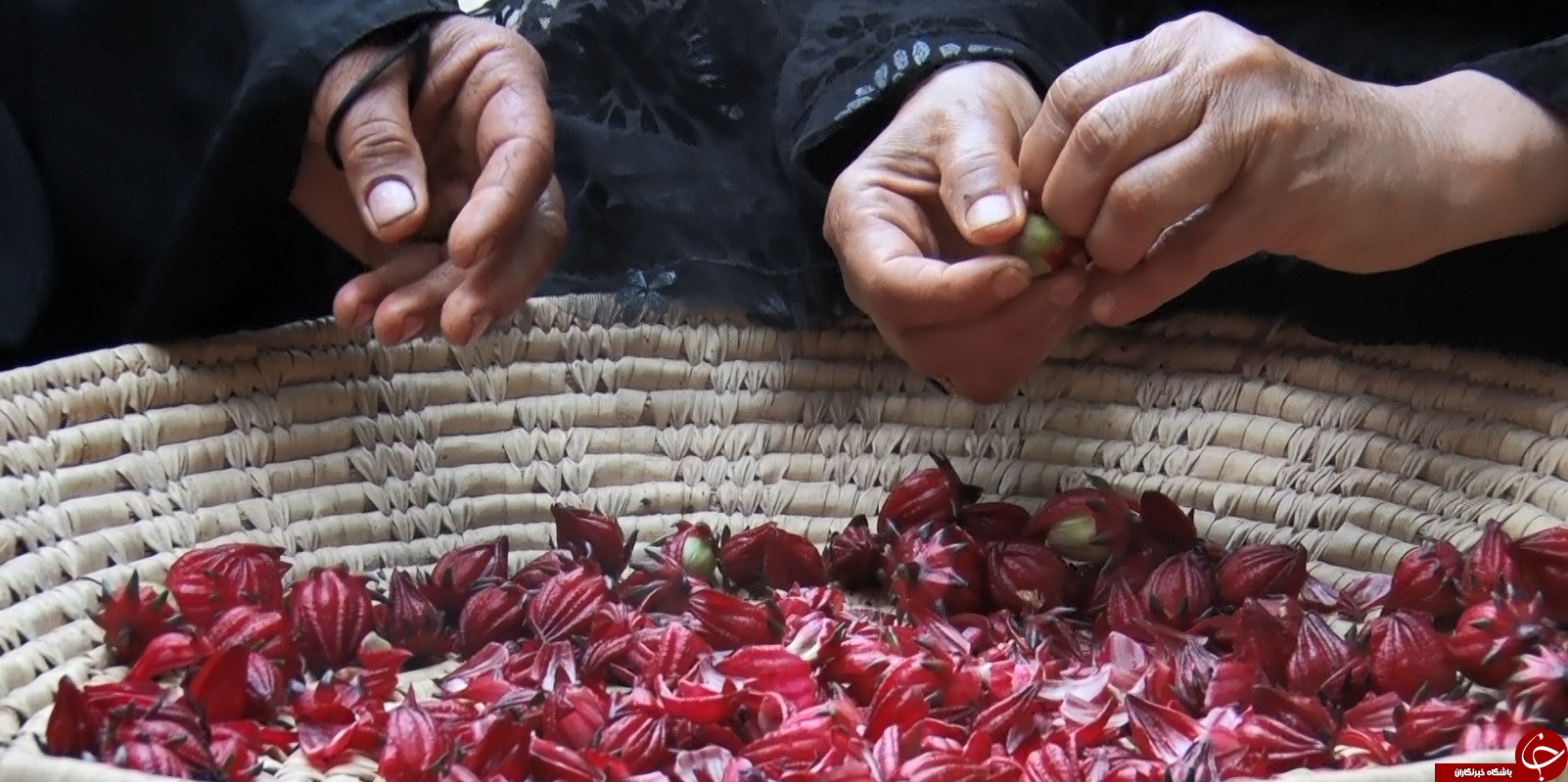 عَلوه، روستای دمنوش ها/چای ترش، محصولی که گردشگران را به سوی فرا میخواند عَلوه، روستای دمنوش ها/چای ترش، محصولی که گردشگران را به سوی فرا میخواند