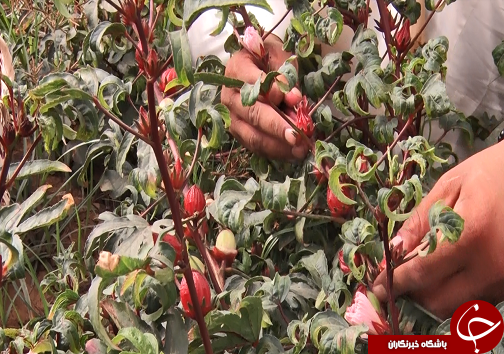 عَلوه، روستای دمنوش ها/چای ترش، محصولی که گردشگران را به سوی فرا میخواند عَلوه، روستای دمنوش ها/چای ترش، محصولی که گردشگران را به سوی فرا میخواند