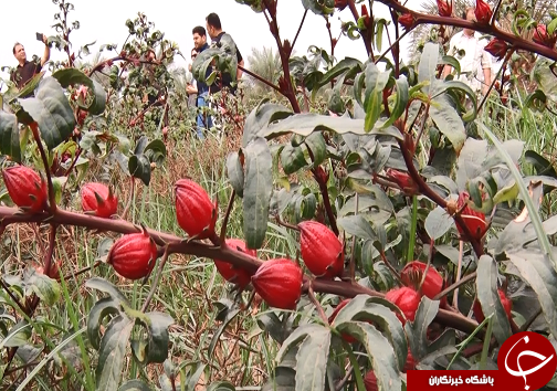 عَلوه، روستای دمنوش ها/چای ترش، محصولی که گردشگران را به سوی فرا میخواند عَلوه، روستای دمنوش ها/چای ترش، محصولی که گردشگران را به سوی فرا میخواند