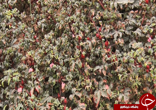 عَلوه، روستای دمنوش ها/چای ترش، محصولی که گردشگران را به سوی فرا میخواند عَلوه، روستای دمنوش ها/چای ترش، محصولی که گردشگران را به سوی فرا میخواند