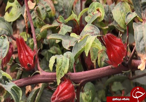 عَلوه، روستای دمنوش ها/چای ترش، محصولی که گردشگران را به سوی فرا میخواند عَلوه، روستای دمنوش ها/چای ترش، محصولی که گردشگران را به سوی فرا میخواند