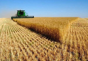 اختصاص ۶۰ هزار هکتار زمین کشاورزی به کشت پاییزه گندم