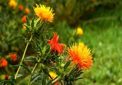 کاهش خرید گلرنگ در زنجان / خرید دانه روغنی گلرنگ از کشاورزان همچنان ادامه دارد