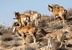اجرای طرح سرشماری پستاندارن پناهگاه حیات وحش شیرکوه