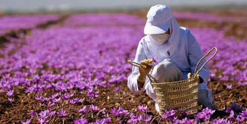 پیش بینی برداشت ۷۰ کیلوگرم زعفران از مزارع آذربایجان غربی