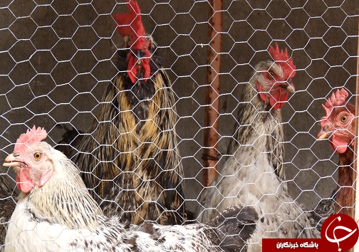 قرارگاه پیشرفت و آبادانی،