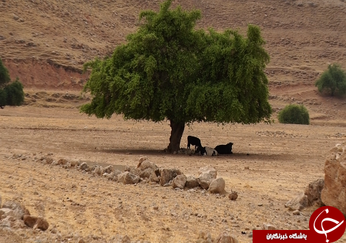 قرارگاه پیشرفت و آبادانی،