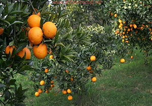 وقتی هجوم مگس‌های مدیترانه‌ای به باغات کشور پای دلالان را هم به میدان کشید + فیلم