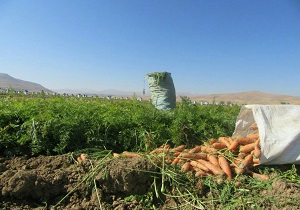 آغاز برداشت هویج از اراضی کشاورزی بن