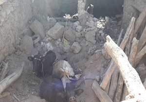 خسارت زلزله به بخش کشاورزی آذربایجان شرقی