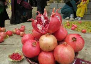 جشن شکرگزاری برداشت انار در فردوس
