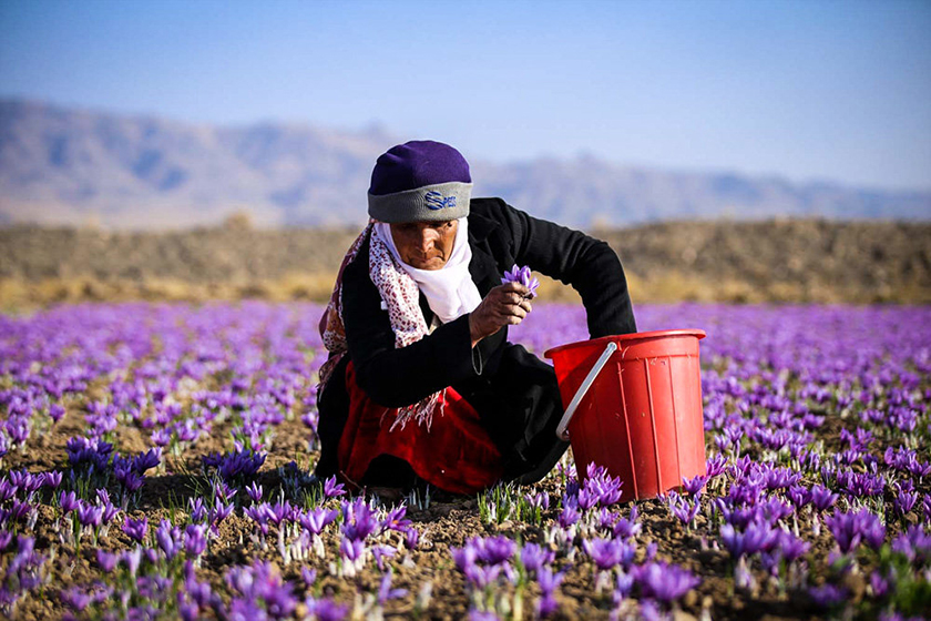 شرح ۴۵ روز نفسگیر در تربت حیدریه/ روزهای طلایی تربت حیدریه با شکفتن کلاله ها در دل دشت