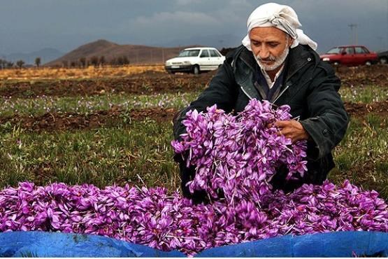 شرح ۴۵ روز نفسگیر در تربت حیدریه/ روزهای طلایی تربت حیدریه با شکفتن کلاله ها در دل دشت