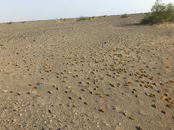 مبارزه با ملخ صحرایی در شهرستان فنوج