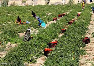 پرداخت کمک بلاعوض به کشاورزان خراسان شمالی