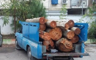 کشف ۲۰ تن چوب جنگلی قاچاق درزنجان
